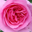 画像 50歳からの素敵な暮らし　薔薇咲く庭でティータイム　のユーザープロフィール画像