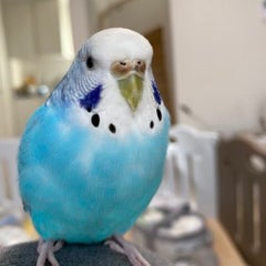 蒼い鳥のプロフィール