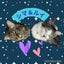 画像 初めて猫を飼う☆奮闘日記のユーザープロフィール画像