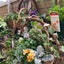 小さな庭のベランダGarden   honeyのサムネイル