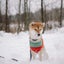 画像 愛犬とのコミュニケーション　ワンダフルブログのユーザープロフィール画像