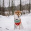 yourlovelydog(犬の知恵袋)のサムネイル