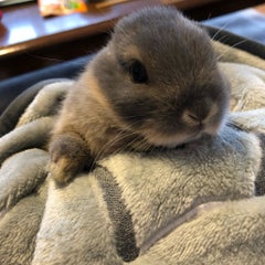 もみじのプロフィール