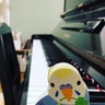 はしもとピアノ教室　福岡市城南区　神松寺のプロフィール