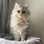 画像 愛猫と私の日常のユーザープロフィール画像
