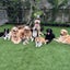 画像 家庭犬の米村ドッグスクールてすのユーザープロフィール画像