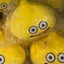 画像 doublelemon3のブログのユーザープロフィール画像