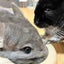 ぶたみのサムネイル