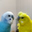 ことりさん日記のサムネイル