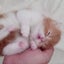 画像 花道猫丸NEGOTEENのブログ２０２４〜２０２５年のユーザープロフィール画像