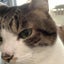 デカねこのサムネイル