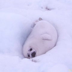 ５０歳から〜北海道移住〜のプロフィール
