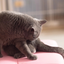 ますだ　ねこはちのサムネイル