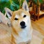 はるかぜのサムネイル