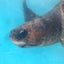 tsmamaのサムネイル