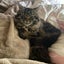 居留守（イルス）のサムネイル