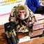 お猿中毒のサムネイル