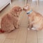 はるちゃんのサムネイル