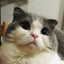 画像 甘え猫ふうの日記のユーザープロフィール画像