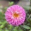 42歳妊活中♡花(はな)のブログのサムネイル