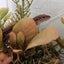 かえちゃーしゅーのサムネイル