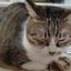 画像 nekomeeting〜ねこの集い〜（主に吹田で猫ボランティア活動）のユーザープロフィール画像