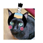 画像 ５猫のお母しゃんのユーザープロフィール画像