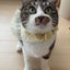 画像 猫家族(千葉県市川市で保護猫活動ᵕ̈)のユーザープロフィール画像