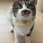 nekokazoku-ichikawaのサムネイル