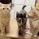 保護猫のサビ猫とちびデカ怪獣スコティッシュとの戦いと癒しのブログ