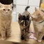保護猫の姉弟の仲良しすぎる日常ヽ(*'▽'*)ﾉのサムネイル