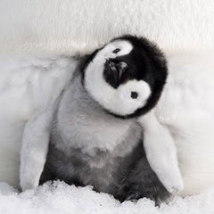 リモネのプロフィール
