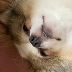 ポンタのプロフィール