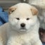 画像 柴犬と亀達日記のユーザープロフィール画像