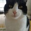 画像 sesame-catのブログのユーザープロフィール画像