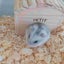 ちゃんこのサムネイル