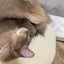 あすんこのサムネイル