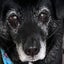 画像 犬のいる暮らし&気ままな日記のユーザープロフィール画像
