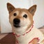 画像 柴犬こゆき16歳ののんびり日記のユーザープロフィール画像
