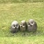 ゆーぽむのサムネイル