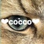 COCCO(こっこ)のサムネイル