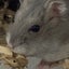 Ribskoのサムネイル