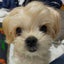 画像 ⭐︎保護犬〜ず＆みらい旅⭐︎　アグリドッグレスキューのユーザープロフィール画像