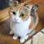 さだおのサムネイル