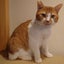 画像 元保護猫とん平のユーザープロフィール画像
