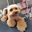 Chicaのサムネイル