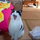 わいとおかんのおすすめのサムネイル