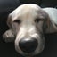 画像 愛犬とキャンピングカーBLOGのユーザープロフィール画像