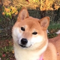 Iroha168のプロフィール
