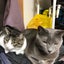 画像 ポケカと犬猫。くだらない日常。のユーザープロフィール画像